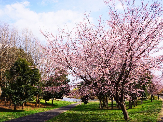 桜